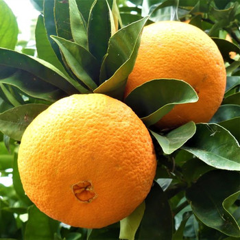 Maltese Lemon Oranges per kg buy fresh fruit and vegetables online Malta