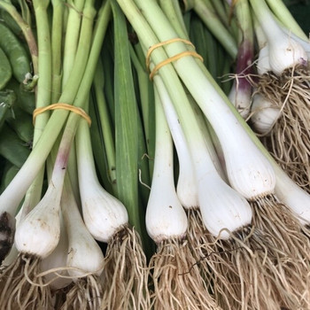 Fresh Green Garlic per bunch buy fresh fruit and vegetables online Malta