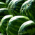 Watermelon per kg buy fresh fruit and vegetables online Malta