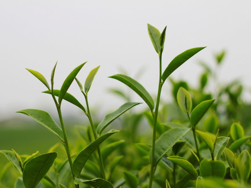 Frequent customer questions Which tea has the most EGCG? TeaLife