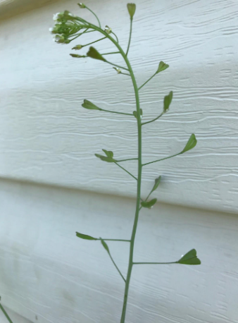 Shepherd's purse, tincture, LOCAL