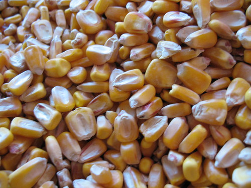 Corn, Dried Whole Yellow Organic, 25lbs