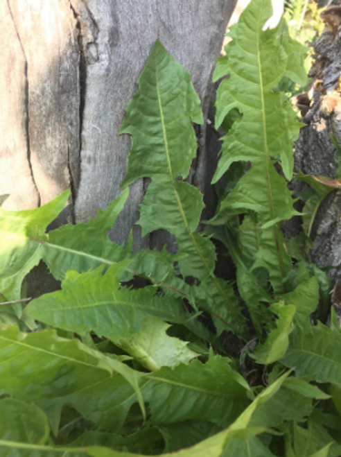 Dandelion, leaves, tincture, LOCAL