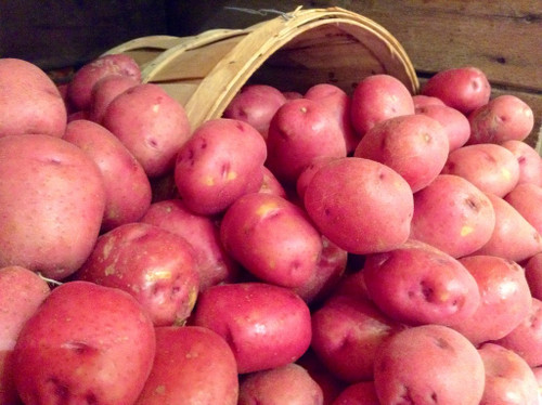 Potatoes TWO Kinds, Organically Grown & LOCAL