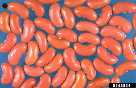 Beans, Kidney - Light, Conventional (dry), 25lbs