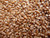 Wheat: Hard & Soft WHITE & RED, Organic & Non-Organic, 50lbs