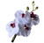 NO 4 -white