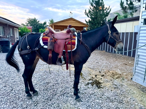 Western Trail modeled by Maybell