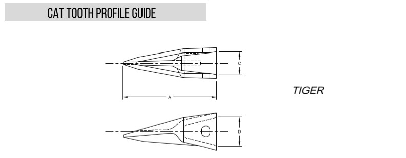 cat-tooth-profile-guide-tiger.jpg