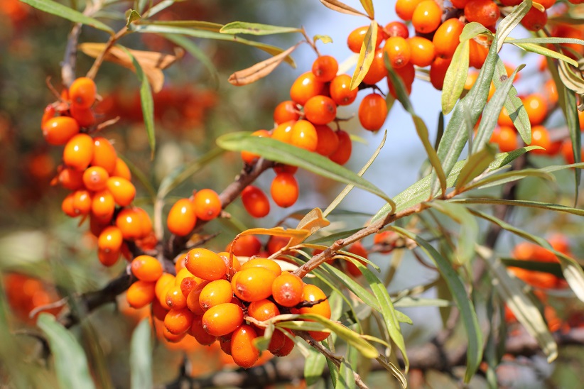 irina-s-sea-buckthorn-tea-resized.jpg