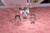 LUNA_dualfeedfeet