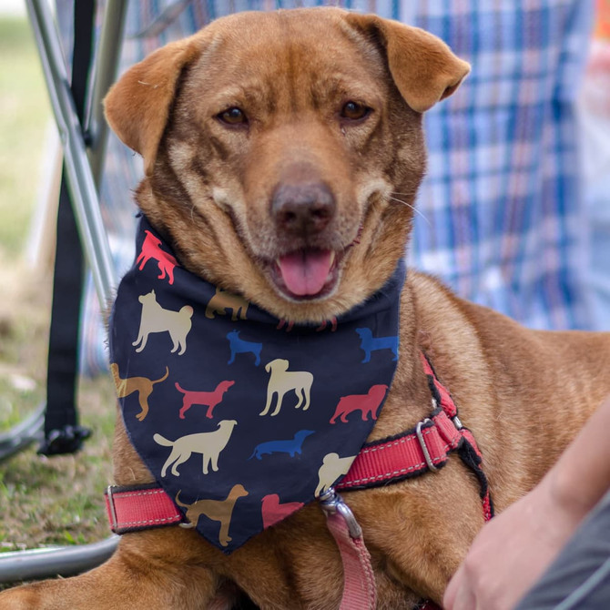 A medium pet bandana in navy blue featuring vibrant dog silhouettes in red, cream, and various colours.