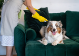 Why Natural, Non-Toxic Cleaning Products Belong in Every Home
