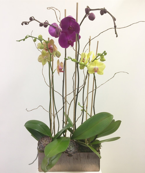 Colorful Multi Stemmed Phalaenopsis Orchid 