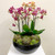Orchid Succulent Extravaganza 
