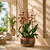 Orchid Atelier | A Signature Orchid Garden 