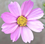 Is Your Child a Hot House Flower Athlete