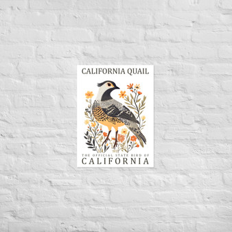 Poster california Quail