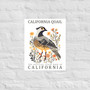 Poster california Quail