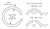 Smalley FS-016-S02 External Heavy Duty Snap Ring