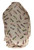 Girly Handbags Women's Cute Birds Print Scarf
