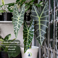 What Are The Metaphysical Properties of Alocasia?