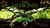 Tree Medicines Free Materclass