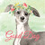 Italian Greyhound Good Dog Novelty Square Sticker Decal
