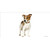 Jack Russell Terrier Dog Novelty Sticker Decal