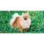 Pomeranian Dog Novelty Sticker Decal