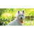 West Highland Dog Terrier Novelty Sticker Decal