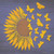 Sunflower Petals Turn To Butterflys Novelty Square Sticker Decal