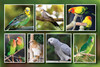 Collage of colorful pet birds including budgerigars, cockatiels, lovebirds, a finch, an African grey parrot, and parrots perched on branches.