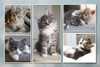 Collage of five kittens in soft indoor settings featuring gray, tabby, and cream-colored cats.