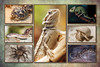 VPCREPTILE1 - Postcard VPCREPTILE1 - Postcard