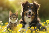 Kitten and black-and-tan dog sitting together in a field of yellow flowers with warm sunlight.