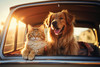 Golden dog and orange tabby cat sitting together in the back of a vehicle during sunset.