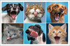 Grid collage of six dogs and cats making funny facial expressions against bright blue backgrounds.