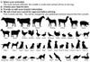 Select an Animal(S) graphics