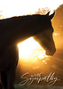 Silhouette of a horse standing in warm golden sunlight at sunrise or sunset with the words “With Sympathy” in elegant script.