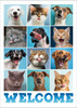 Grid collage of dogs and cats making playful and silly expressions on colorful backgrounds with large “WELCOME” text at the bottom.