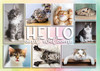 Veterinary welcome card featuring a collage of cat photos in framed panels with “HELLO and welcome” text over a soft pastel gradient background.