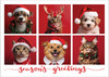 Veterinary holiday card featuring six dog and cat portraits arranged in a collage layout against red backgrounds. Pets wear Santa hats, reindeer antlers, holiday sweaters, and festive greenery. The card includes the red script message “season's greetings.”