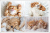 Four puppies and kittens sleeping.