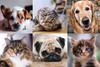 Closeups of 6 pets featuring dogs and cats.