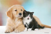 Golden Retriever puppy lying beside a black-and-white kitten against a soft pastel background.

