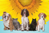 English Bulldog, Beagle, Springer Spaniel, and two cats posed in front of a large yellow sunflower.