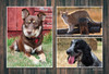 Photo collage of a brown dog, orange cat, and black-and-white dog on a rustic wood background.
