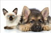 German Shepherd puppy lying beside a Siamese kitten against a light background.