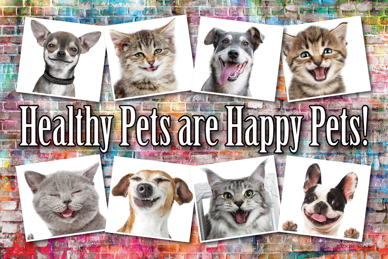Colorful postcard featuring dogs and cats in photo frames with the message "Healthy Pets are Happy Pets!" on a vibrant brick wall background.